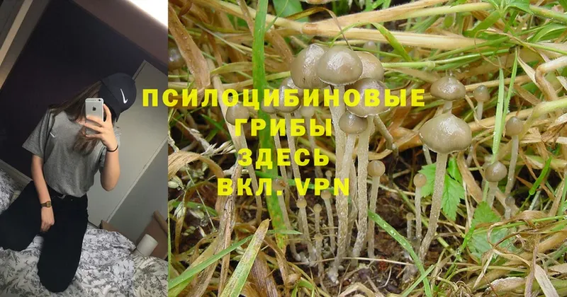 маркетплейс клад  Губкин  Псилоцибиновые грибы Psilocybe  где можно купить наркотик 